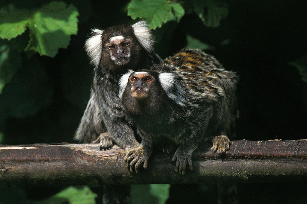 Saguis chamam uns aos outros por nomes, descobre estudo