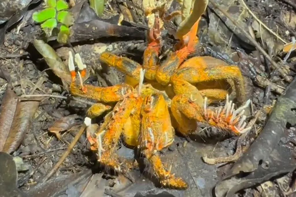 Fungo que inspirou The Last of Us coloniza tarântula na Amazônia, veja vídeo