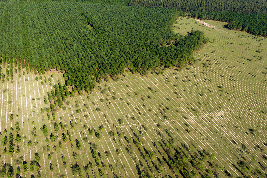 Reflorestamento não é apenas sobre plantar mais árvores – é necessário um ecossistema inteiro