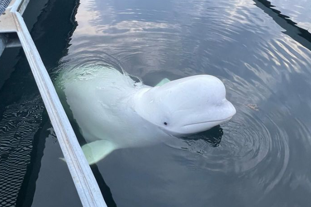 Baleia espiã russa? Entenda o caso da beluga que morreu no mar da Noruega