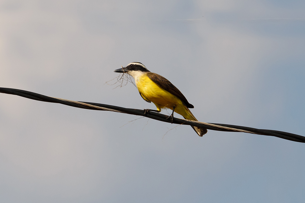 7 aves que cantam nos centros urbanos – e podem te acordar de manhã