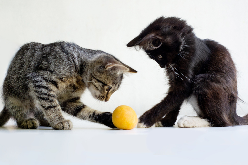 Dois gatinhos diferentes jogam bola juntos em um fundo branco