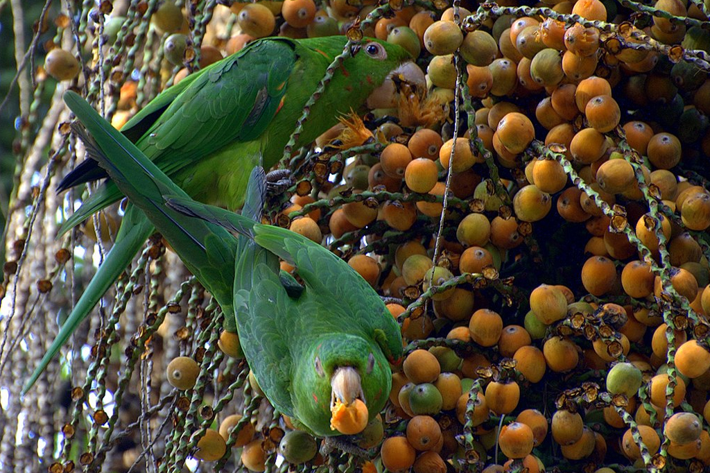 Casal de pássaros comendo coquinhos de jerivá.