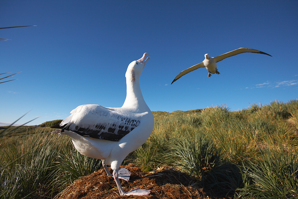 Cientistas vão “bombardear” ilha remota para matar um milhão de “ratos devoradores de aves”