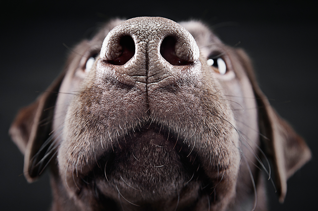 Cachorros conseguem cheirar o estresse de humanos – e ficam tristes com isso