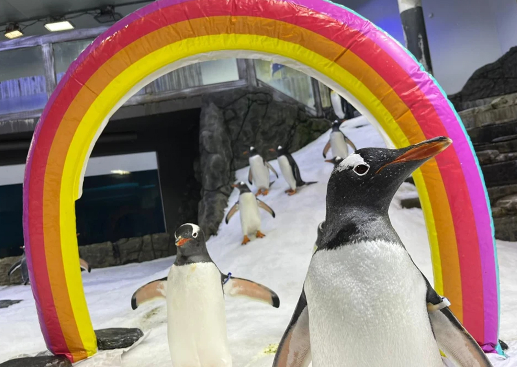 Como pinguins gays viraram símbolo da homossexualidade no reino animal