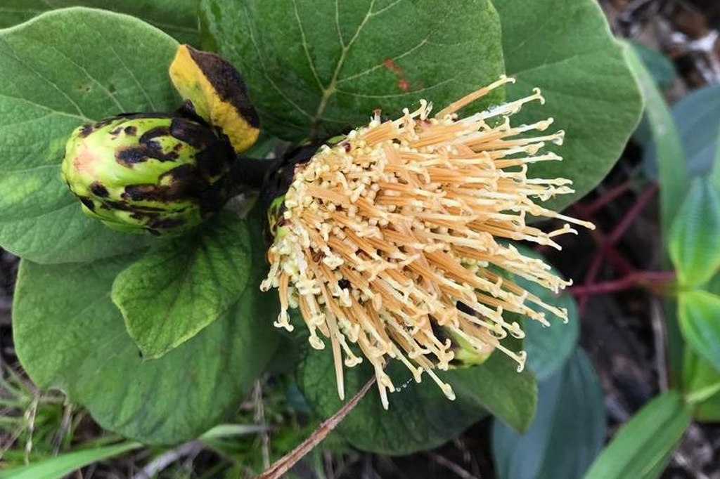 Estrela-das-montanhas: nova espécie de margarida é descoberta no ES e já está ameaçada de extinção