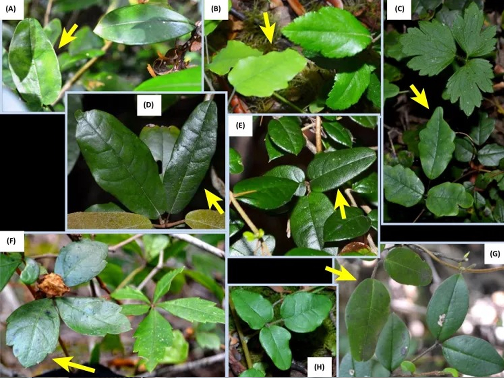 Exemplos de Boquila trifoliolata imitando folhas de outras plantas. As setas amarelas apontam para folhas de Boquila trifoliolata que imitam outras esp&eacute;cies em A-G. A imagem H mostra a apar&ecirc;ncia das folhas de Boquila trifoliolata quando n&atilde;o imitam outras plantas.