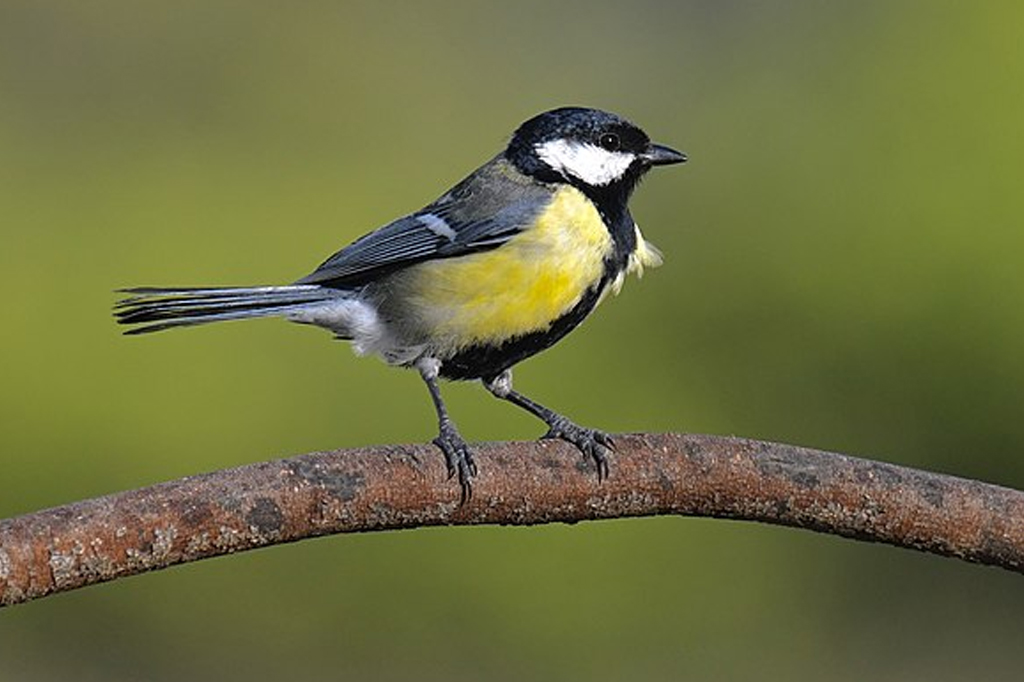 Por que os pássaros urbanos são menos coloridos que os do interior?
