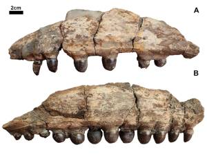 1909-fossil-tubarao Dois fóssies diferentes de dentes globulares do mosassauro eram perfeitos para esmagar conchas.