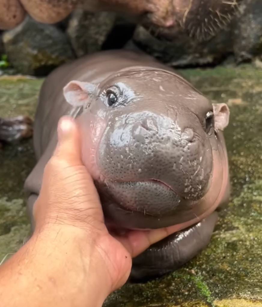 Um hipopótamo de pequeno porte recebendo carícias em seu rosto.