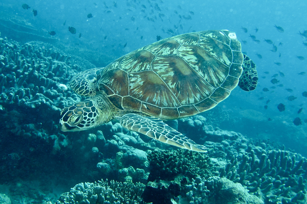 Estudo encontra plástico em 70% das tartarugas encalhadas no RJ
