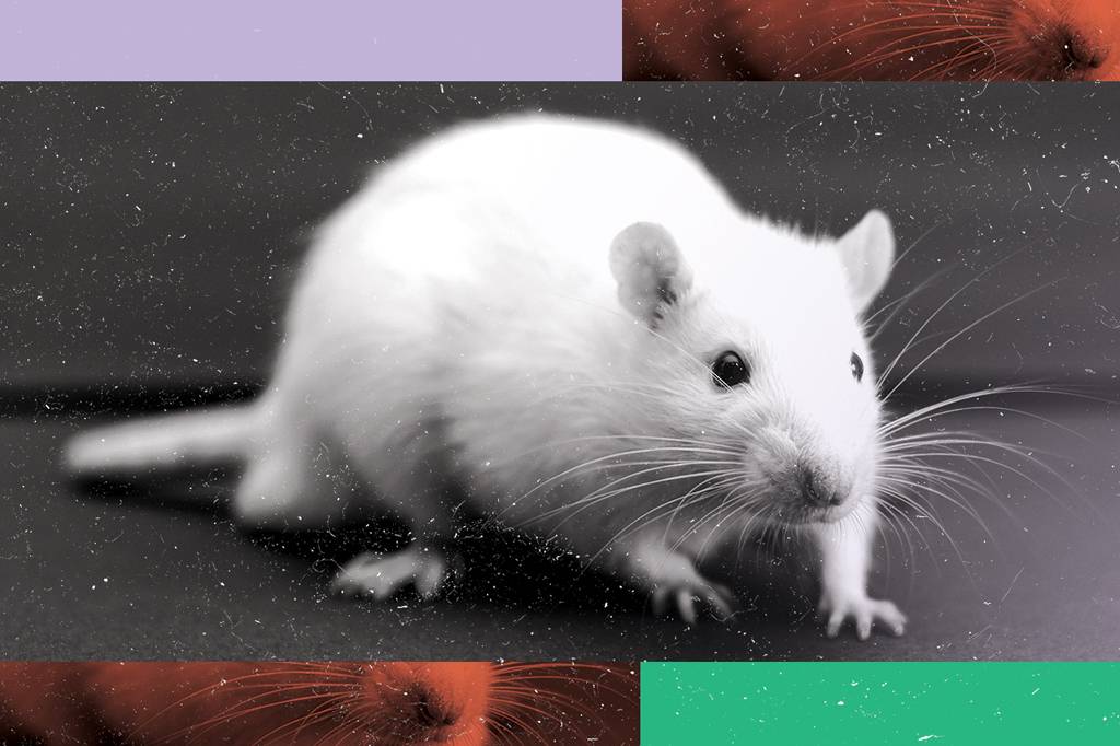 3 notícias sobre: o cérebro dos ratos