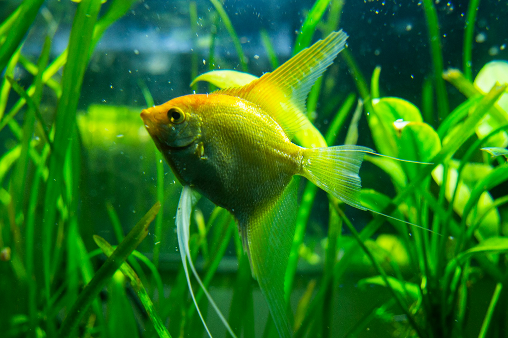 Foto de aquário com peixe ornamental dourado.