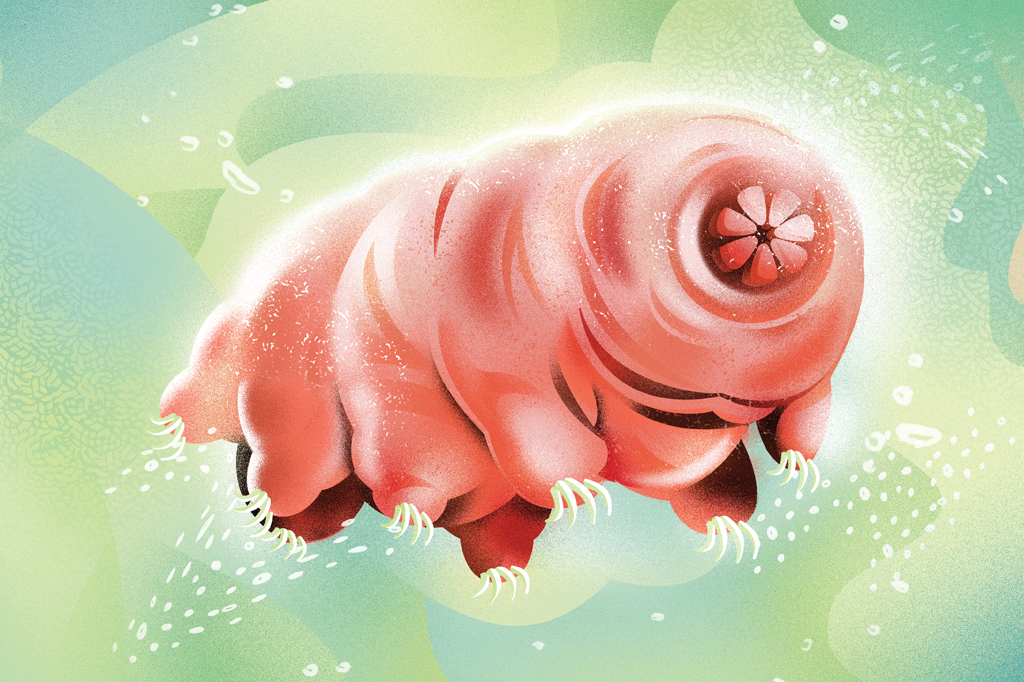 SI_467_Tardígrados_3 Ilustração colorida de um tardígrado. Seres microscópicos e rechonchudos, primos dos artrópodes, capazes de sobreviver no vácuo do espaço sideral.
