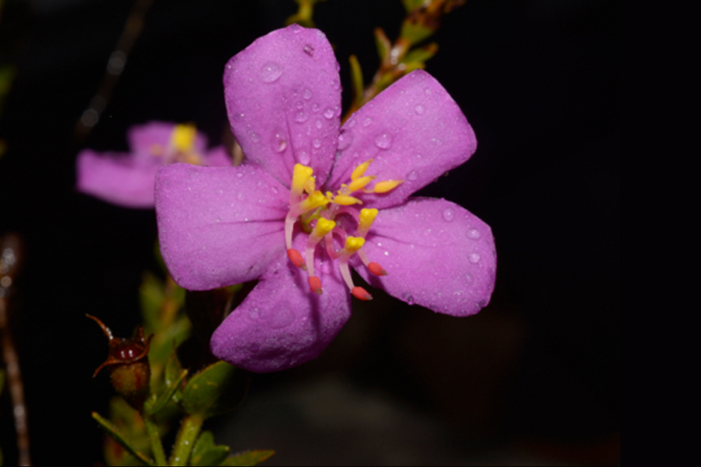 Fotografia da planta Microlicia caparaoensis.