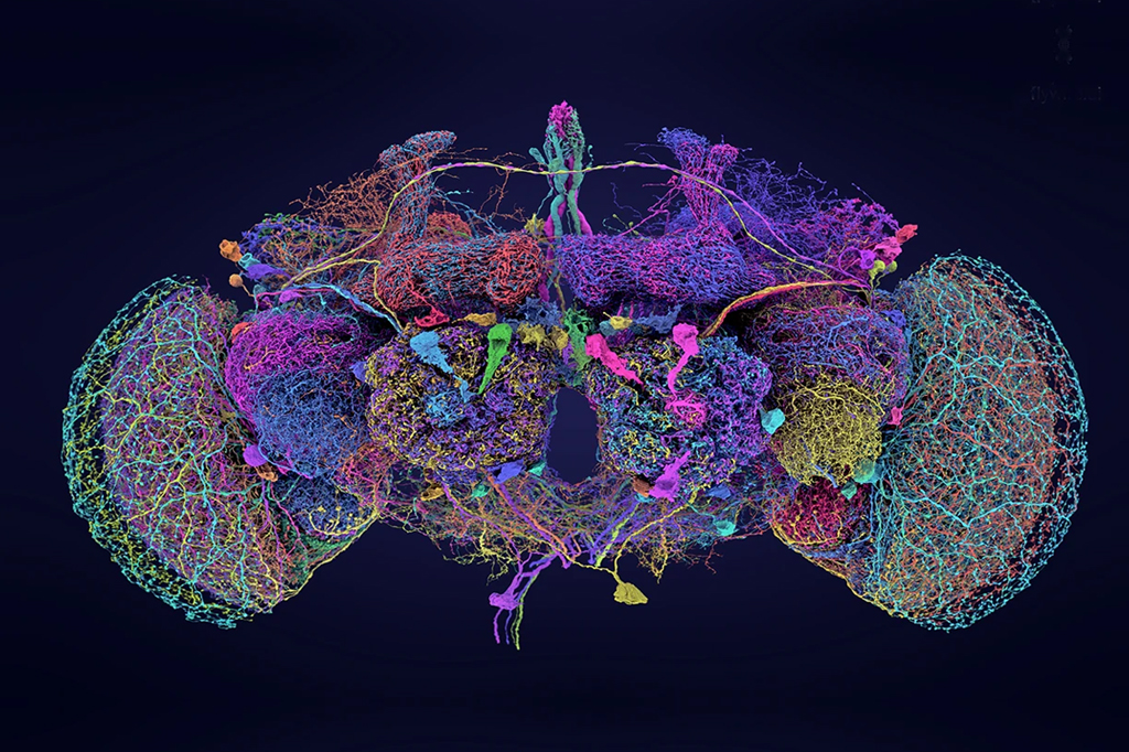 Imagem computadorizada de neurônios mapeados em uma Drosophila.