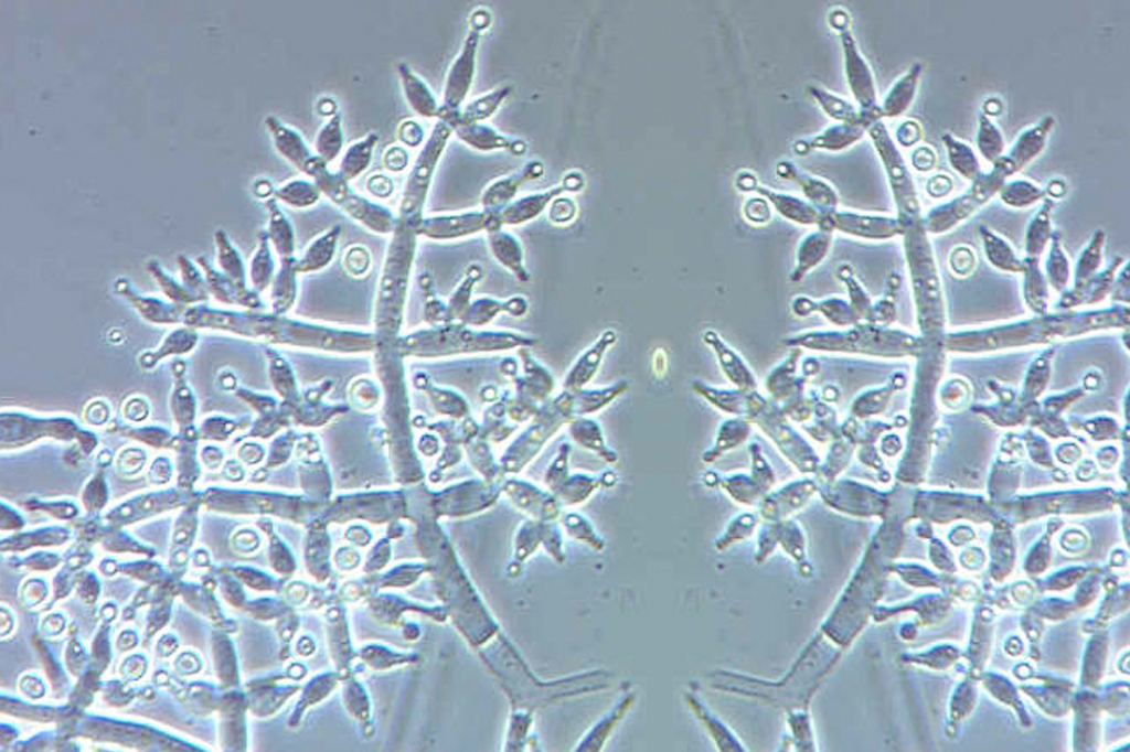 Este fungo cresce mais quando escuta música