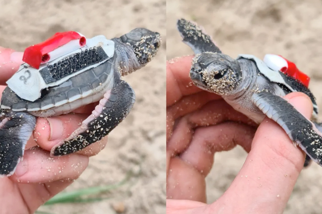 Entenda por que cientistas criaram mochilas para tartarugas recém-nascidas
