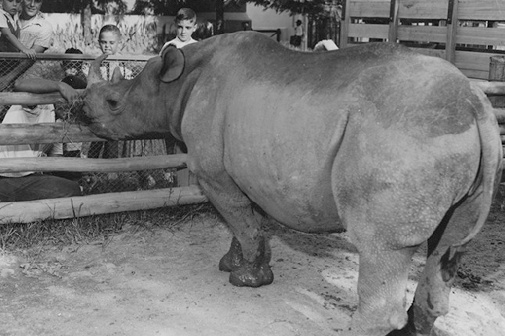 Eleições: conheça o rinoceronte que recebeu 100 mil votos para vereador em SP