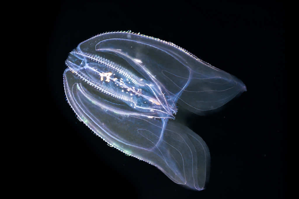 Nesta espécie de carambola-do-mar, dois indivíduos podem se fundir num só; veja vídeo