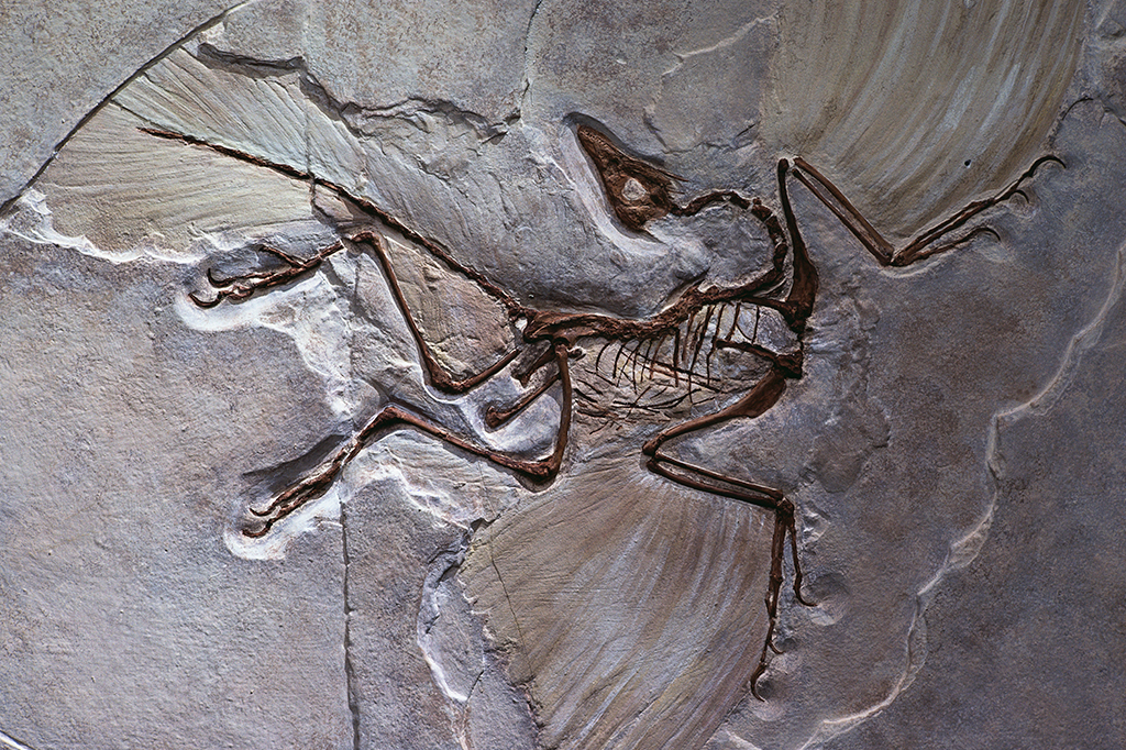 Entrevista: o mundo secreto que os fósseis nos revelam