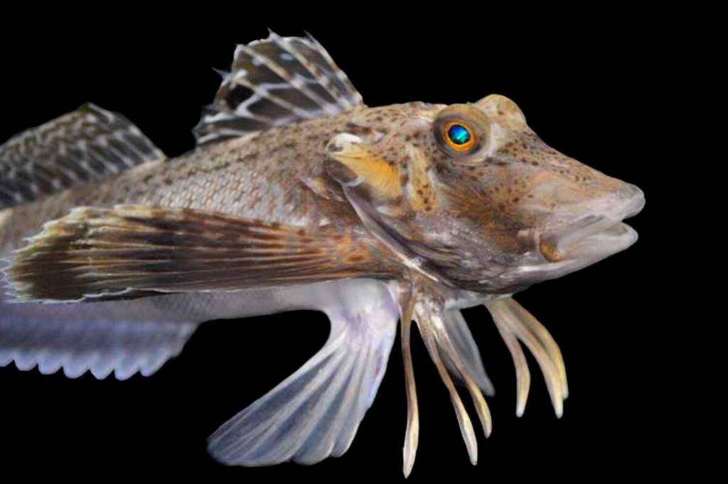 Esse peixe desenvolveu “perninhas” – e elas sentem gosto