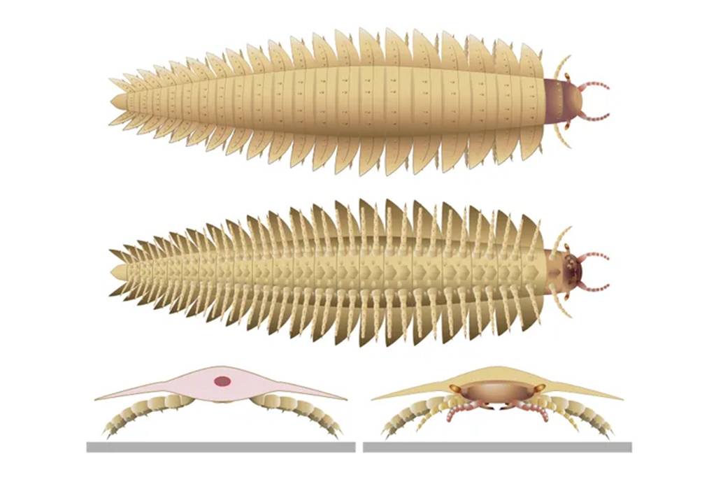 Fósseis revelam a aparência do Arthropleura, artrópode do tamanho de um sofá