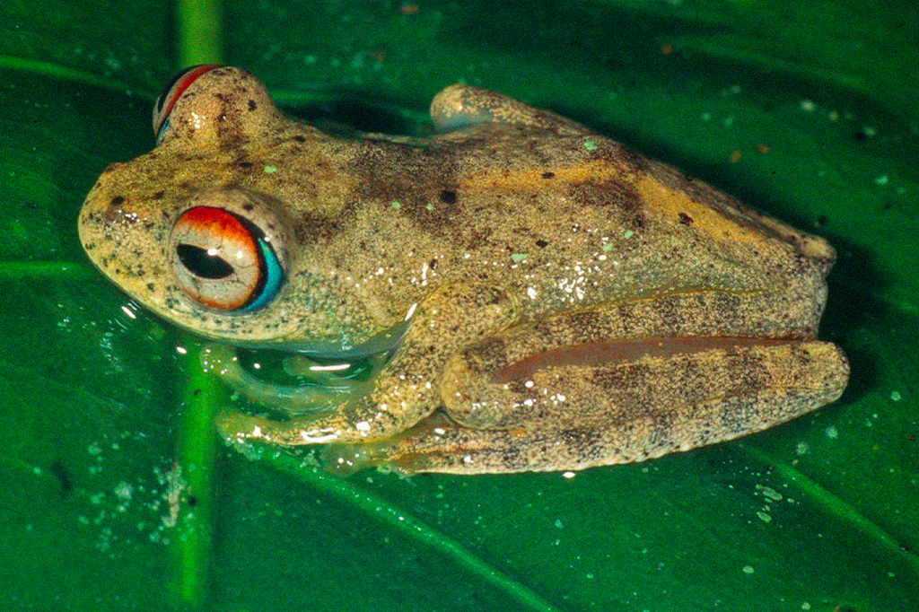 Sete novas espécies de sapos levam o nome de personagens de Star Trek