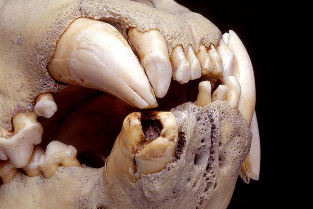 Foto da dentição de leões.