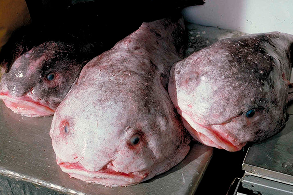 Peixe-bolha: o animal mais feio do mundo ou o mais injustiçado?