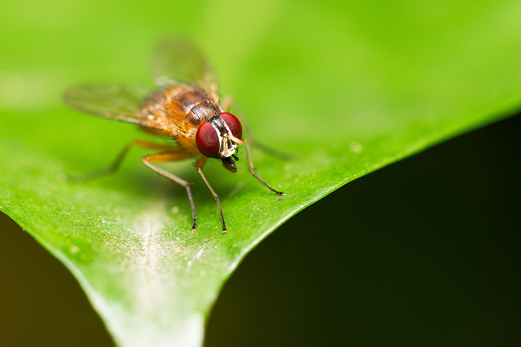 Foto da Mosca da fruta única (drosophila melanogaster) em folha verde.