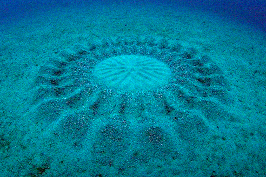 Peixe artista faz obras de arte no fundo do mar para atrair fêmeas; veja fotos