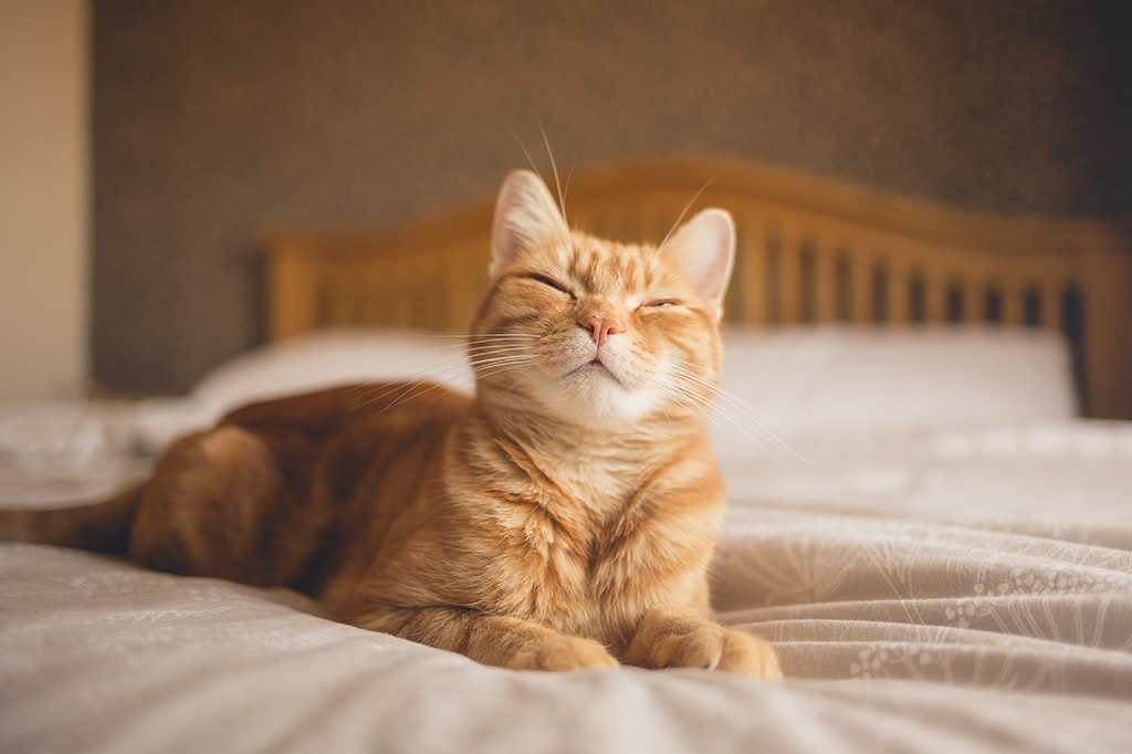 Arqueólogos descobrem evidência mais antiga de um gato “amassando pãozinho”