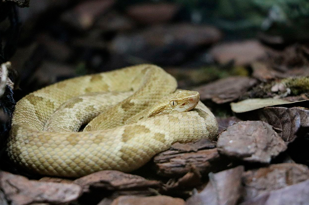 Ilha das Cobras: conheça a história do lugar que abriga mais de 4 mil serpentes