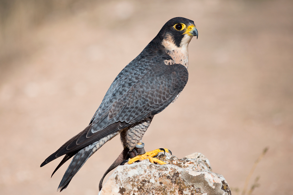 Foto do Falcão-peregrino.