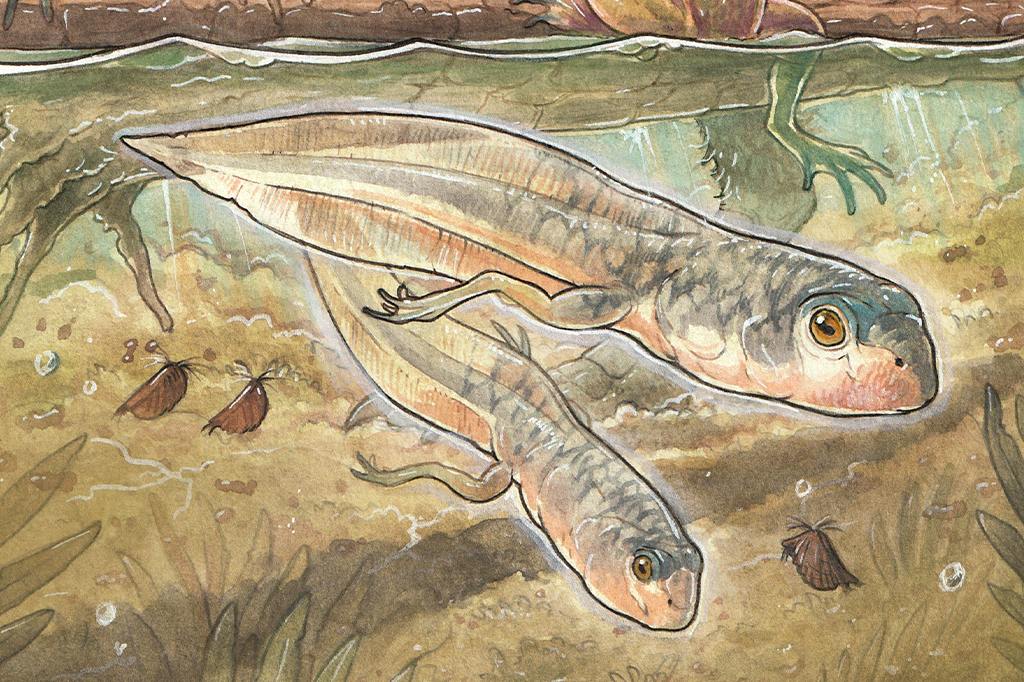 Cientistas acham girino mais antigo do mundo, com 161 milhões de anos de idade