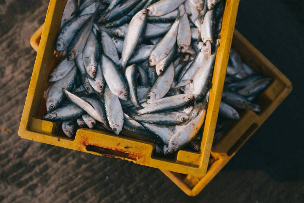 A sardinha tem alguma coisa a ver com a ilha da Sardenha?