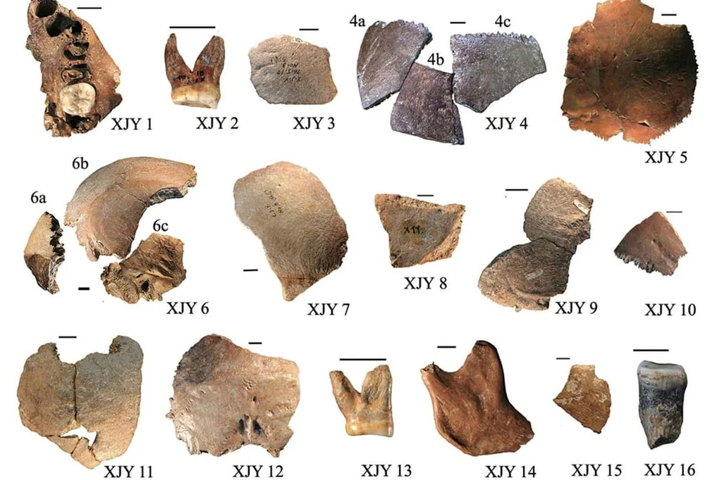 Homo juluensis: possível nova espécie de hominídeo é identificada na China