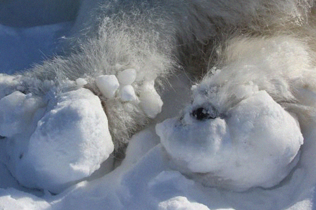 Foto de um urso polar com pedaços de gelo congelados nas patas.