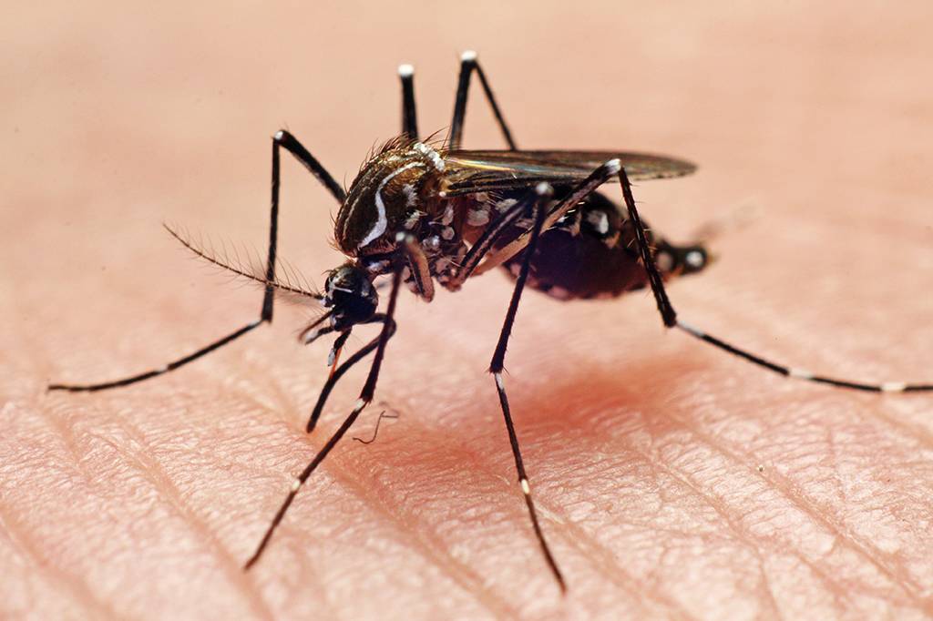 Mosquitos machos com surdez não conseguem transar
