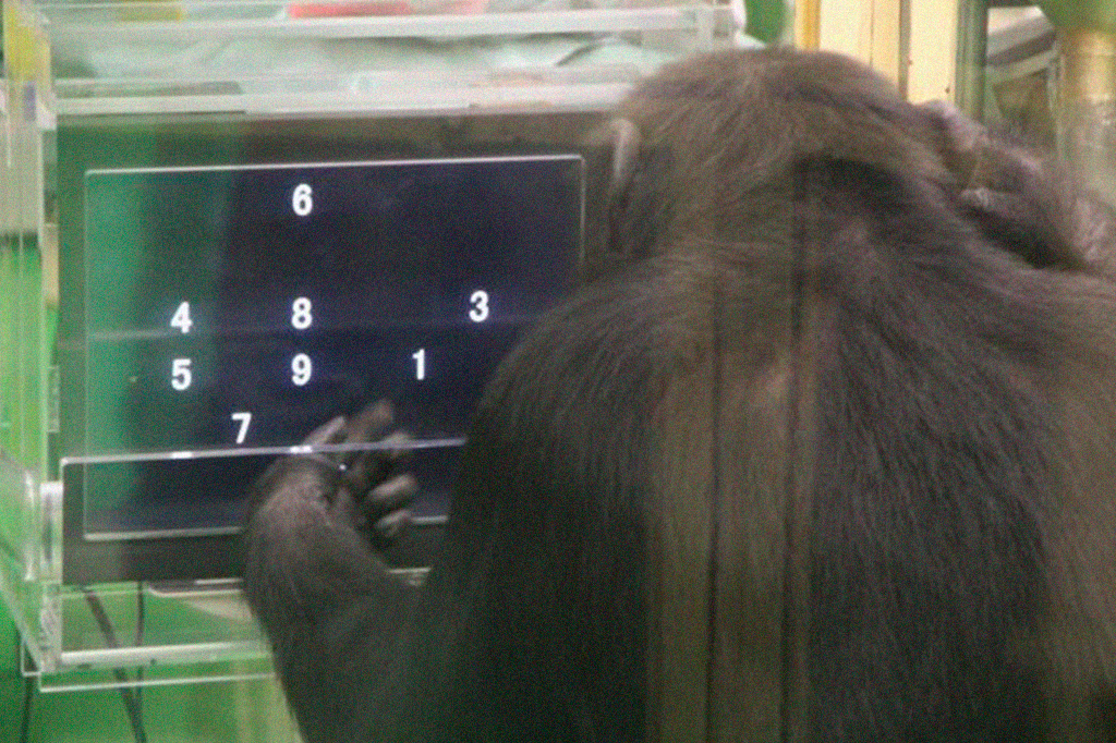 Chimpanzés se saem melhor em testes difíceis quando há uma plateia observando