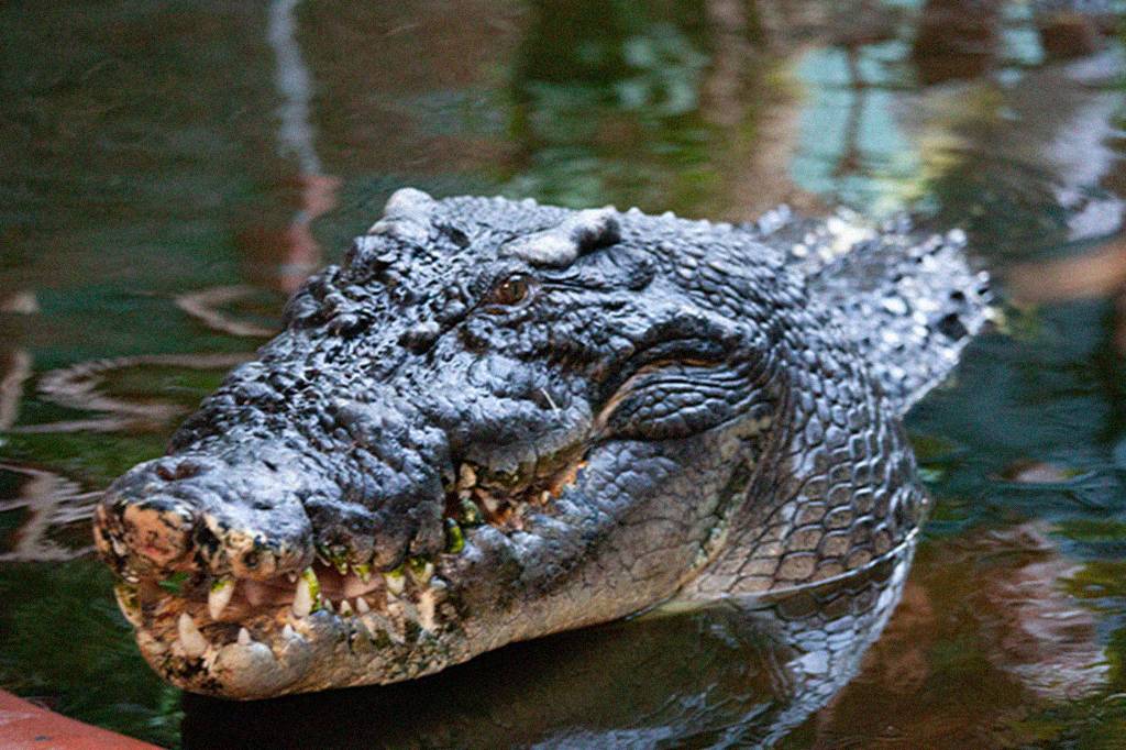 Cientistas tentam determinar idade do maior crocodilo do mundo após sua morte