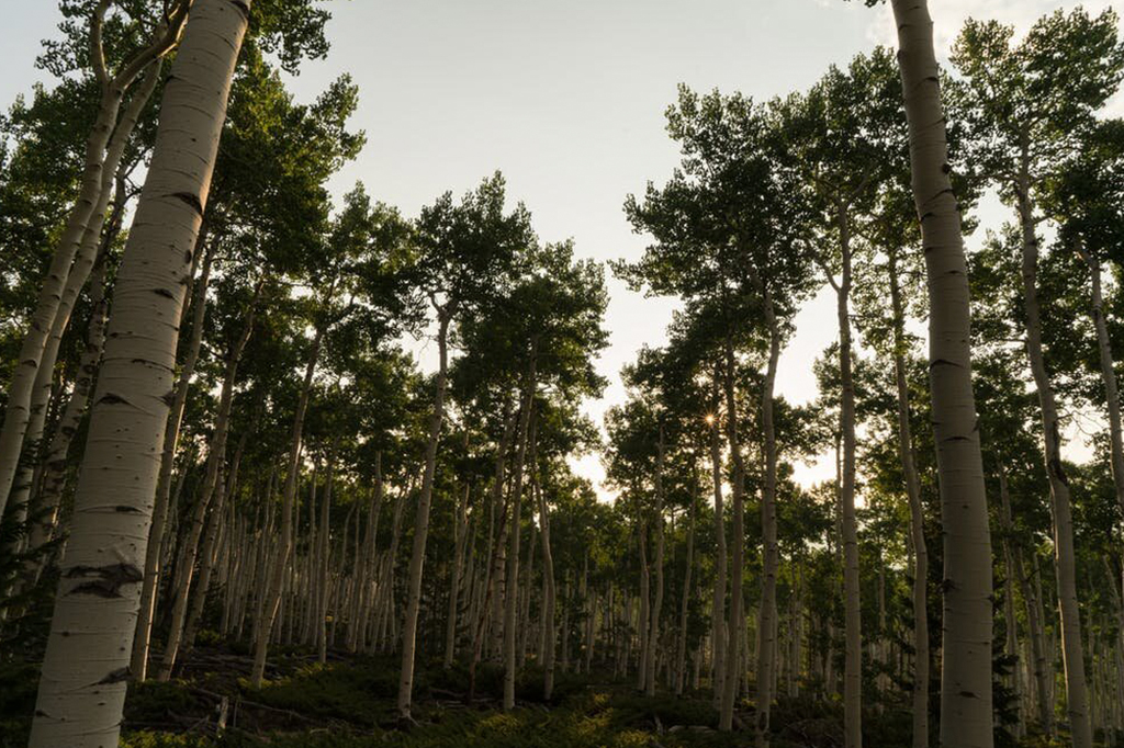Foto do Pando, o maior organismo vivo do mundo, e também o mais antigo.