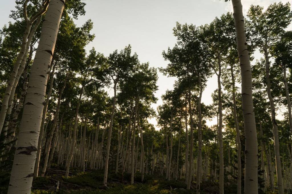 Pando, o maior organismo do mundo, pode ser o mais velho também