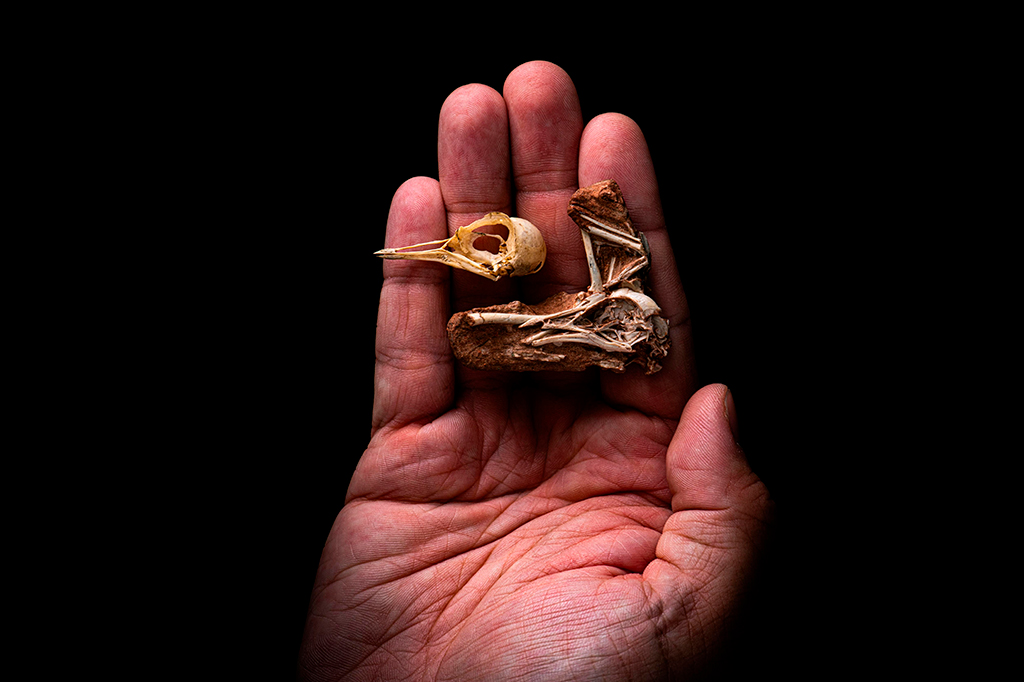 Fóssil encontrado em São Paulo é ‘elo perdido’ entre dinossauros e aves