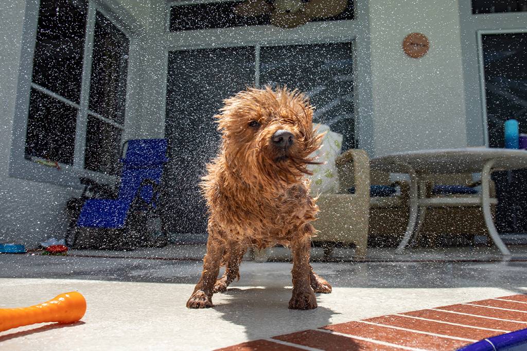 Pesquisas indicam que cães e seus tutores podem ter traços semelhantes de personalidade