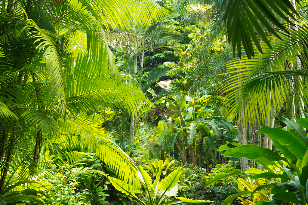 ‘Ilhas de floresta’ são alternativas eficazes para recuperar a biodiversidade em monoculturas