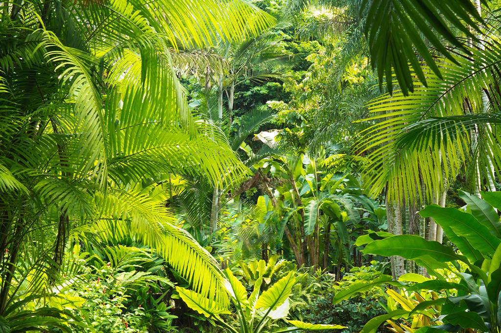 ‘Ilhas de floresta’ são alternativas eficazes para recuperar a biodiversidade em monoculturas