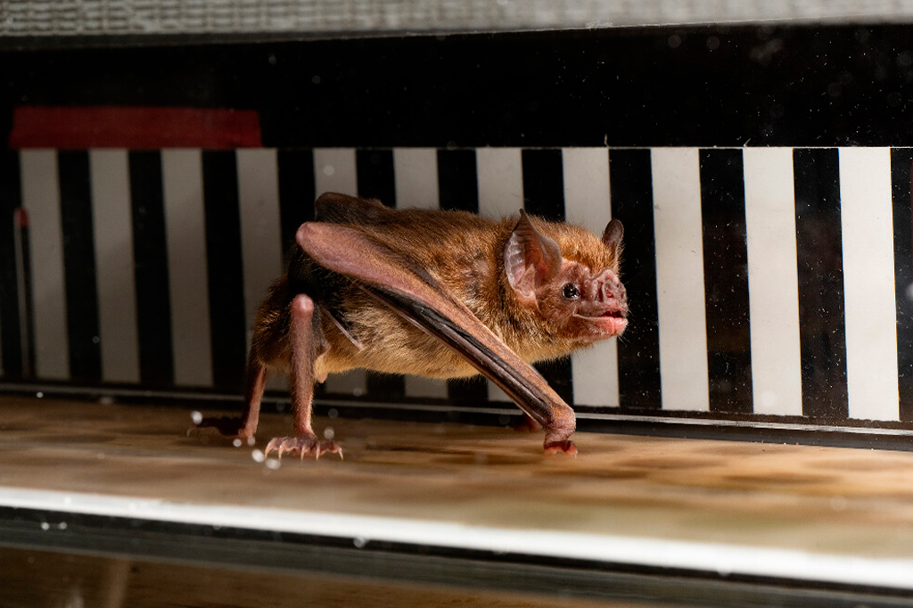 Cientistas colocaram morcegos-vampiros em esteiras – e descobriram um super poder desses bichos